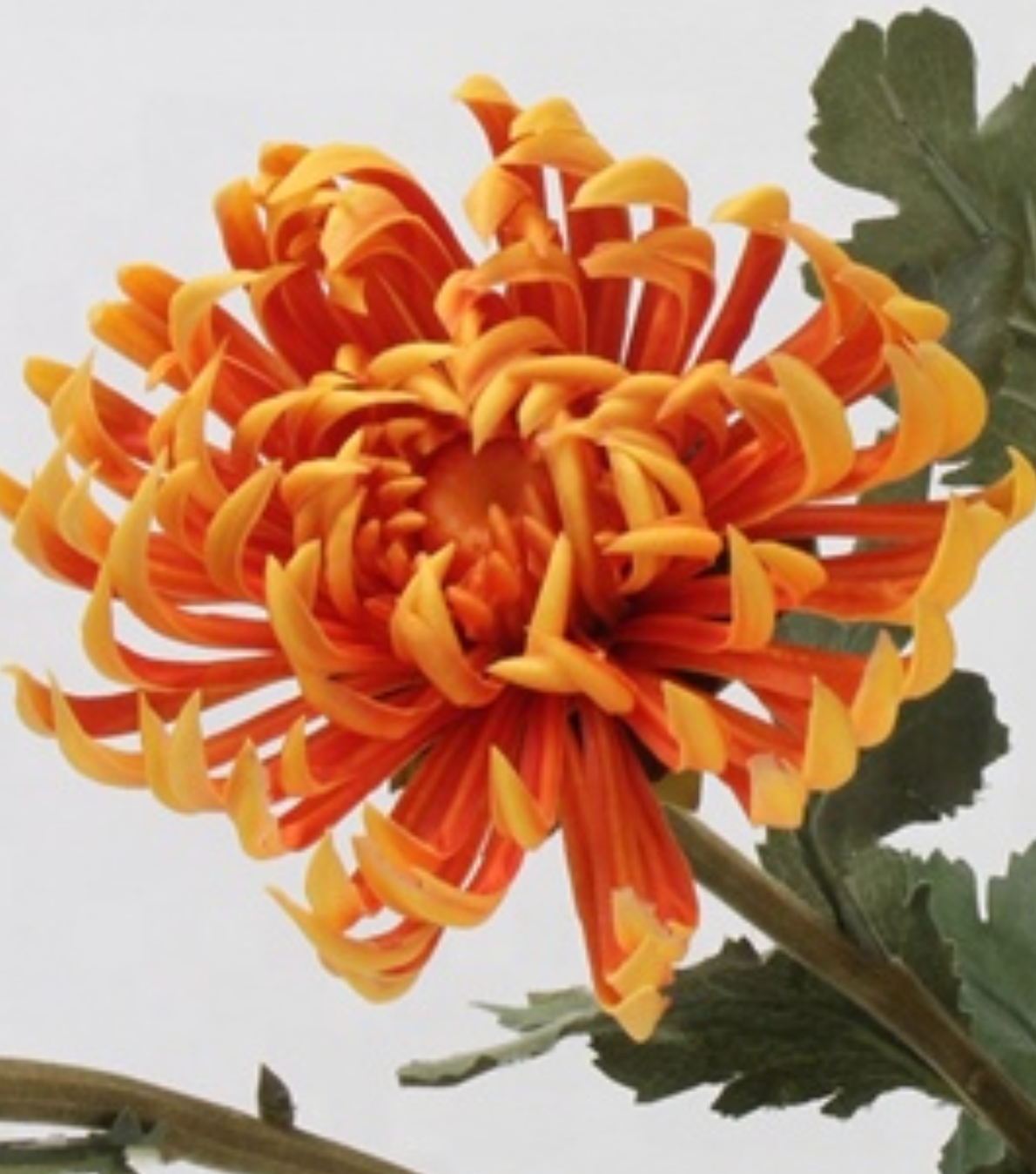 Cactus Dahlia