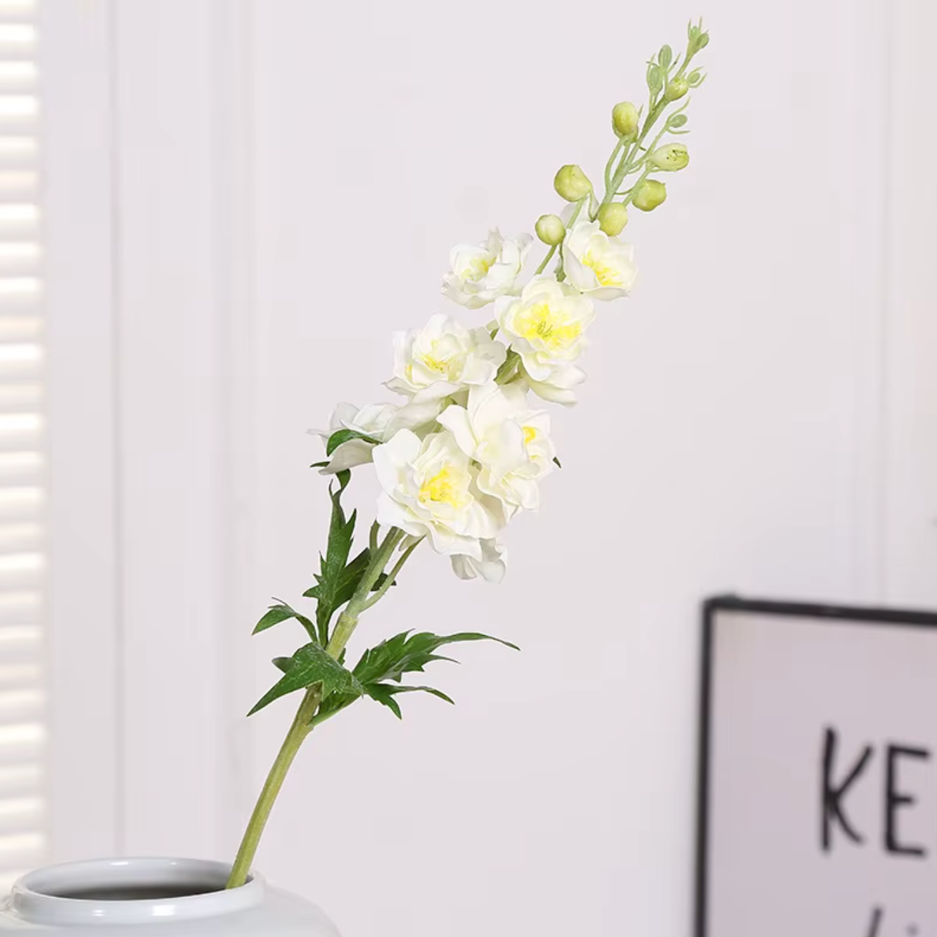 Delphinium ajacis