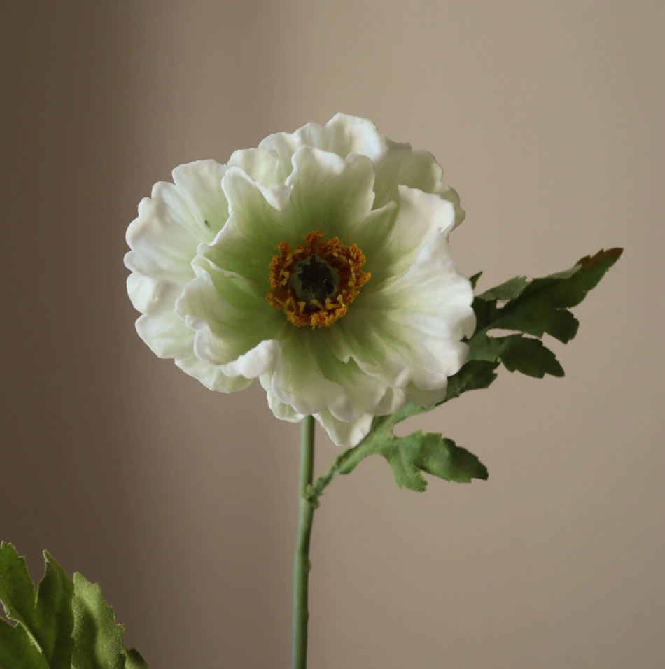 large poppy