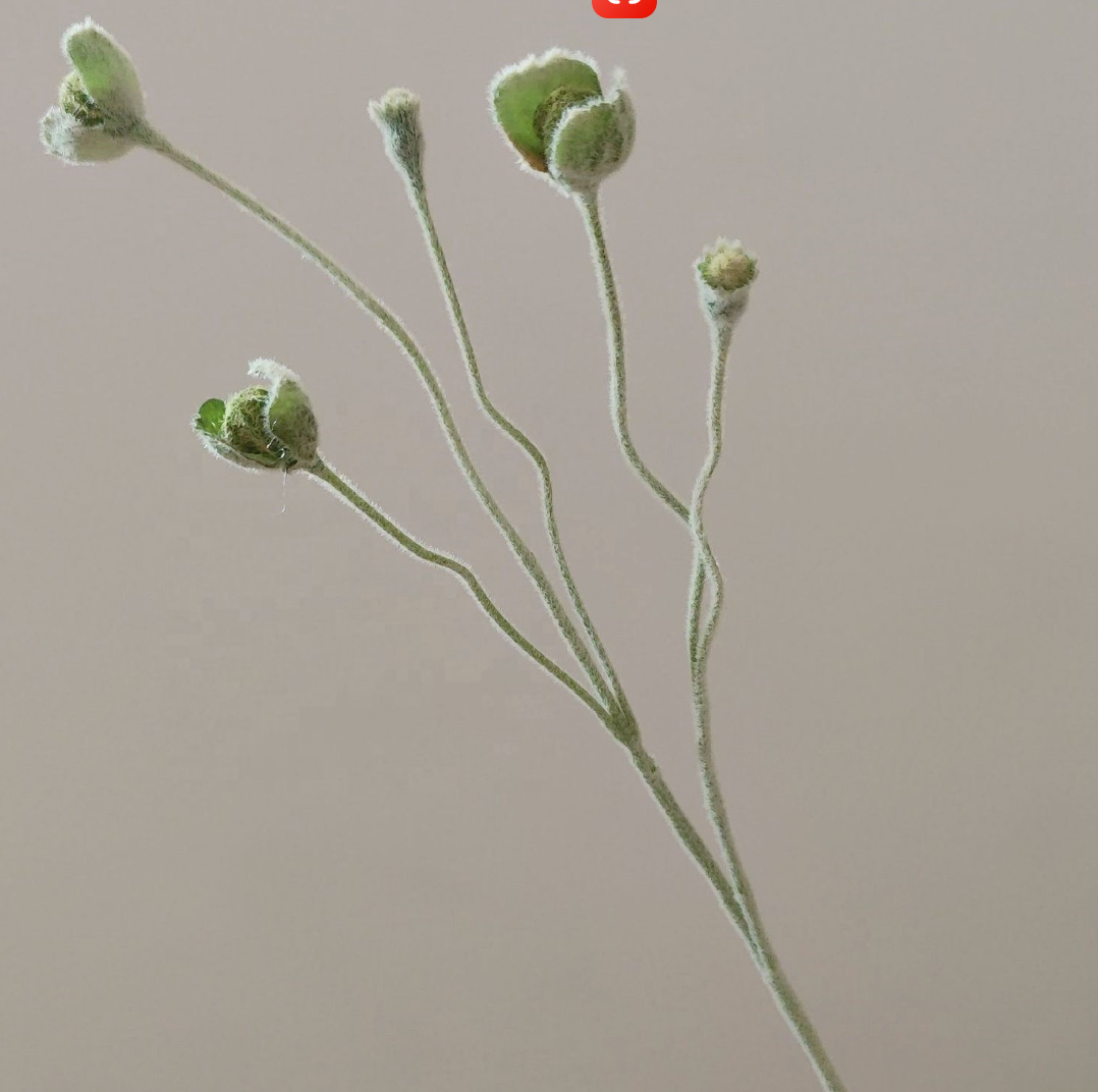 Poppy flower