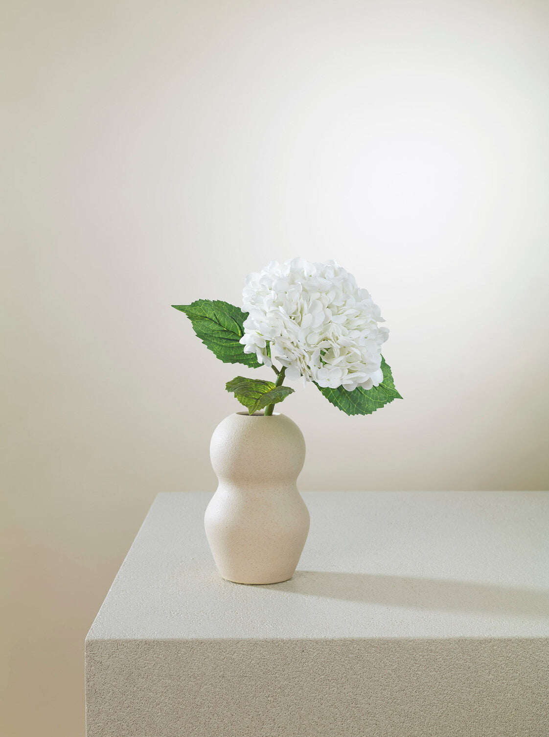 Hortensia blanc