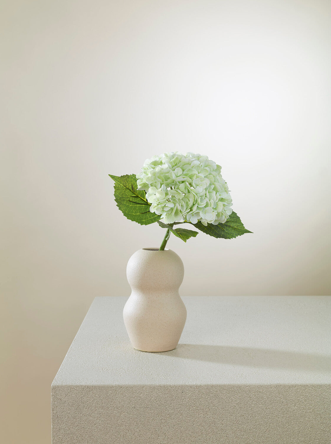 Hortensia vert tendre