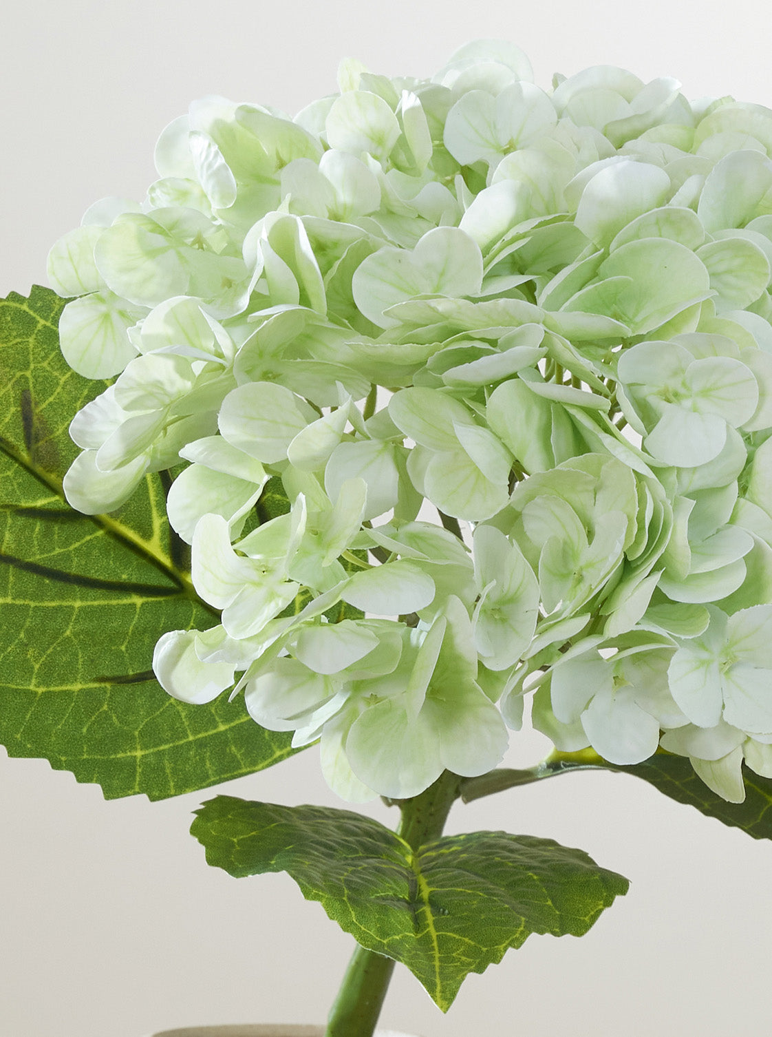 Hortensia vert tendre