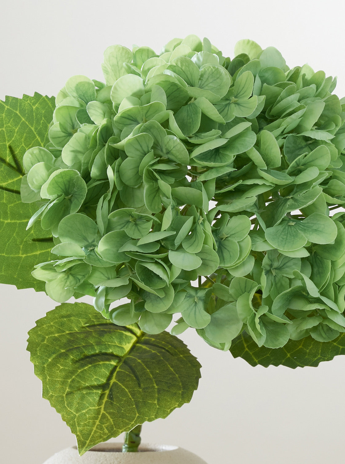 Hortensia vert intense