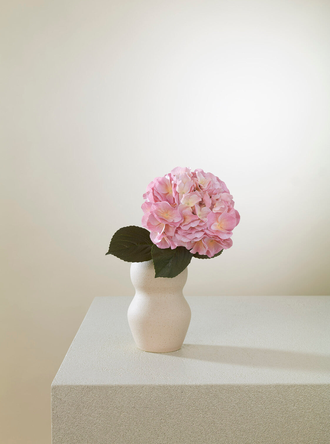 Hortensia Bonbon