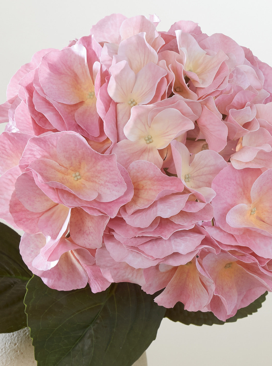 Hortensia Bonbon