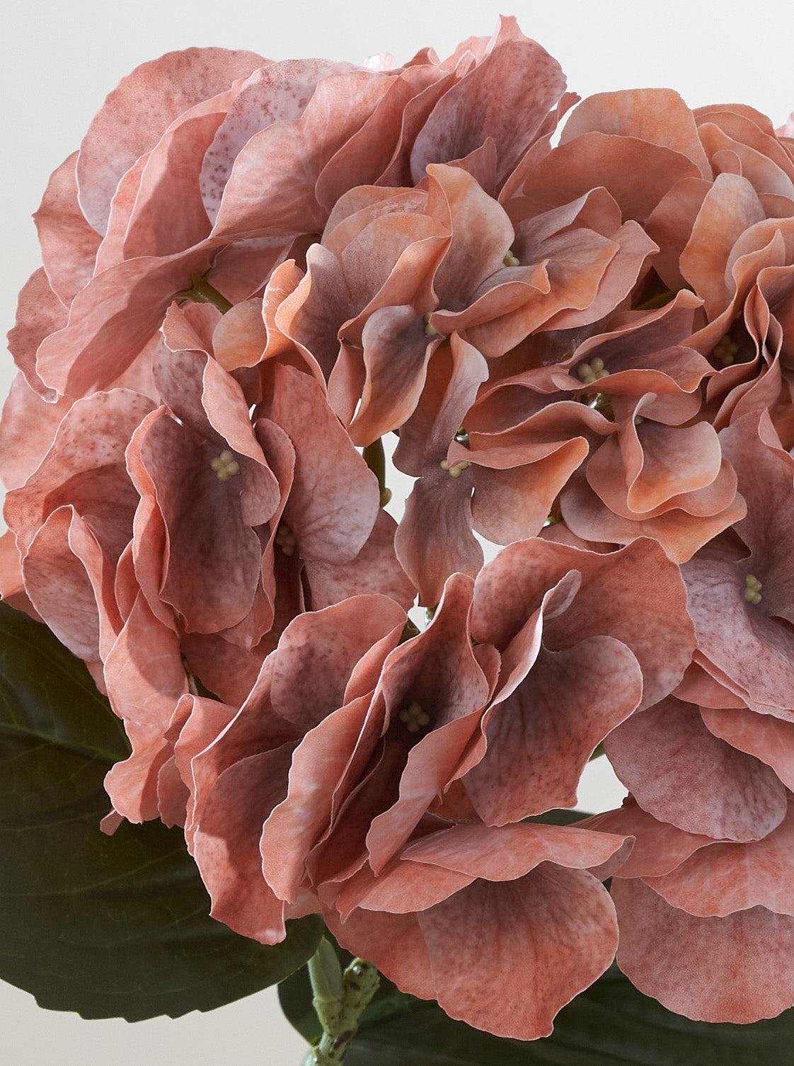 Hortensia Orange