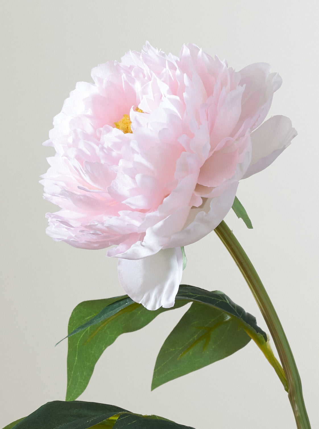 Pivoine rose intense