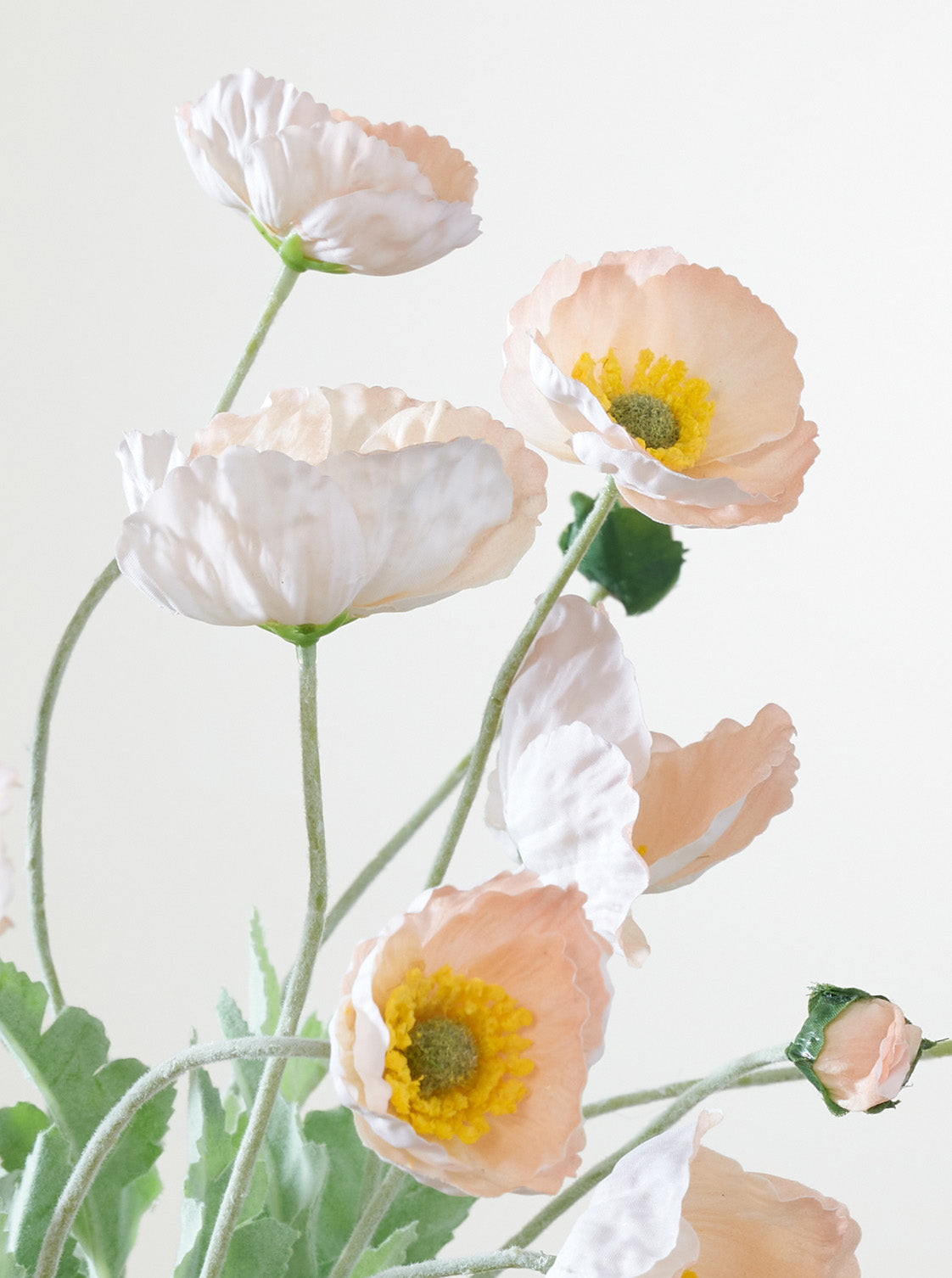Coquelicot champagne