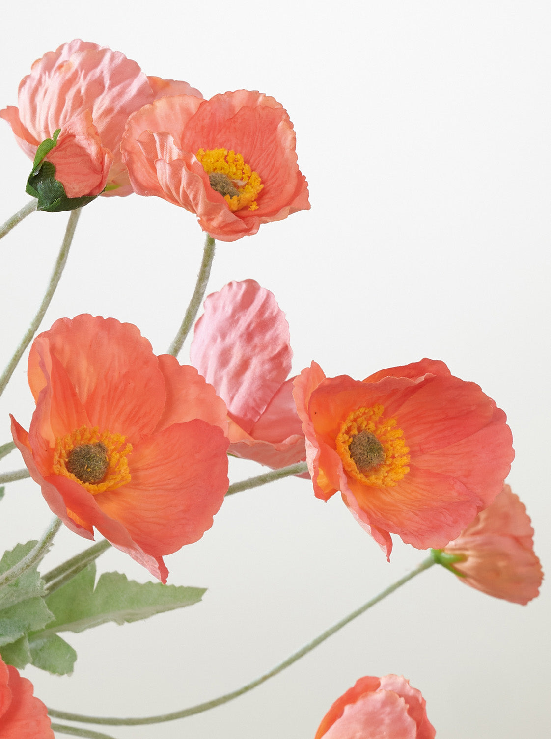 Coquelicot orange