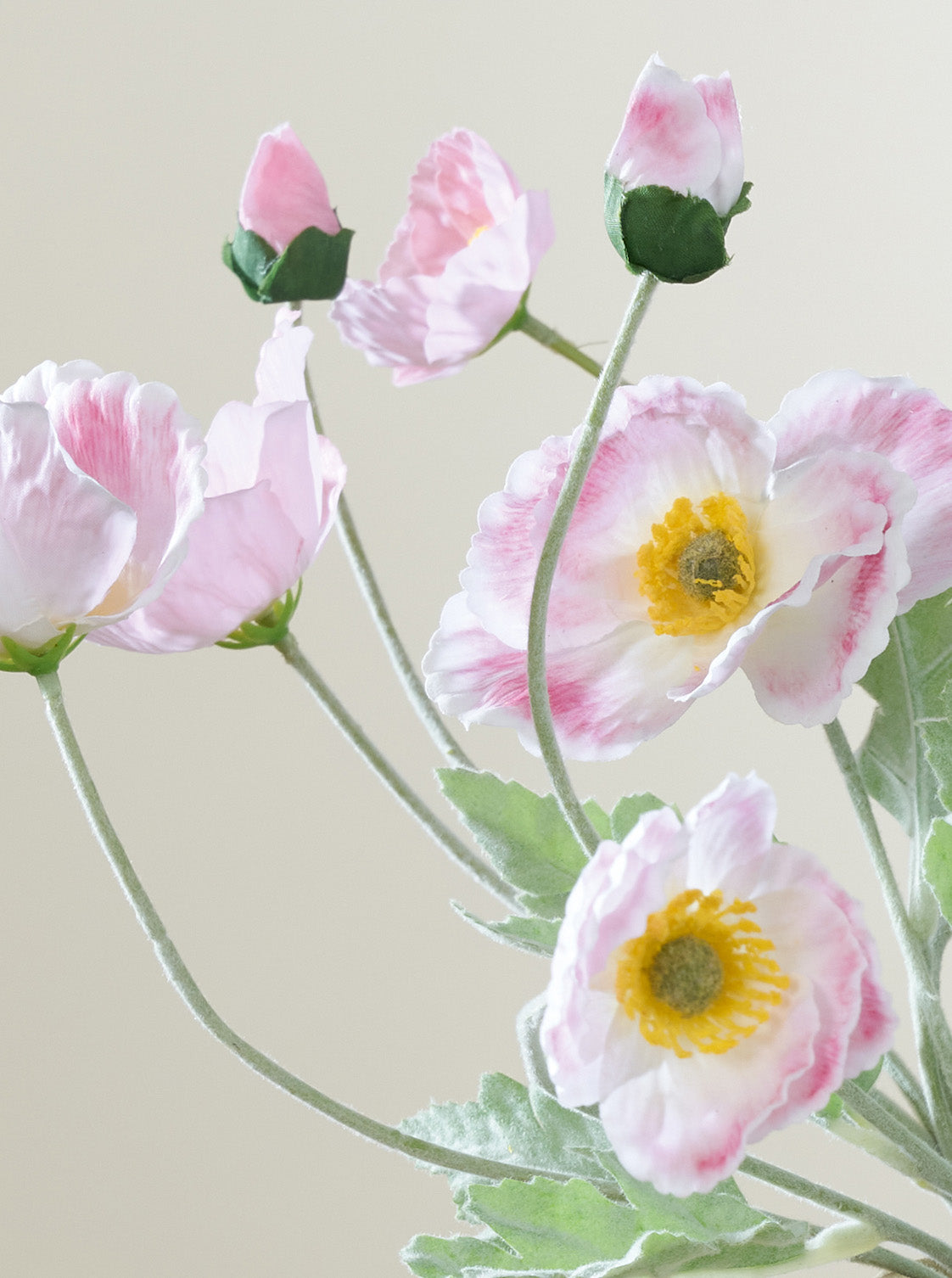 Coquelicot rose