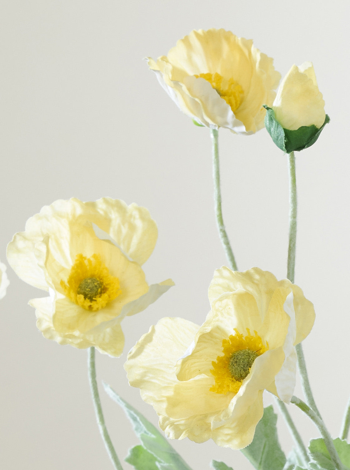 Coquelicot jaune