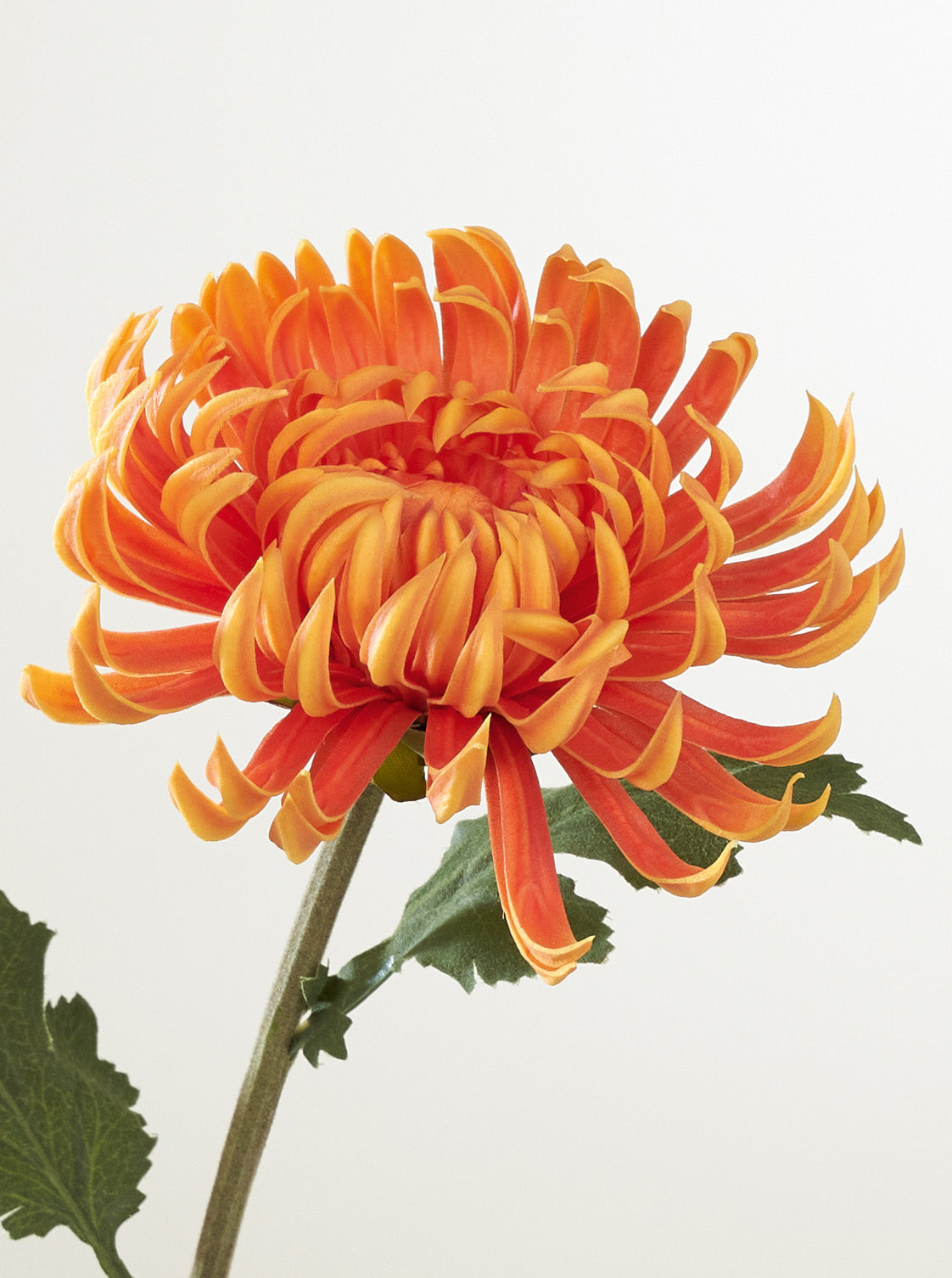 Cactus Dahlia orange