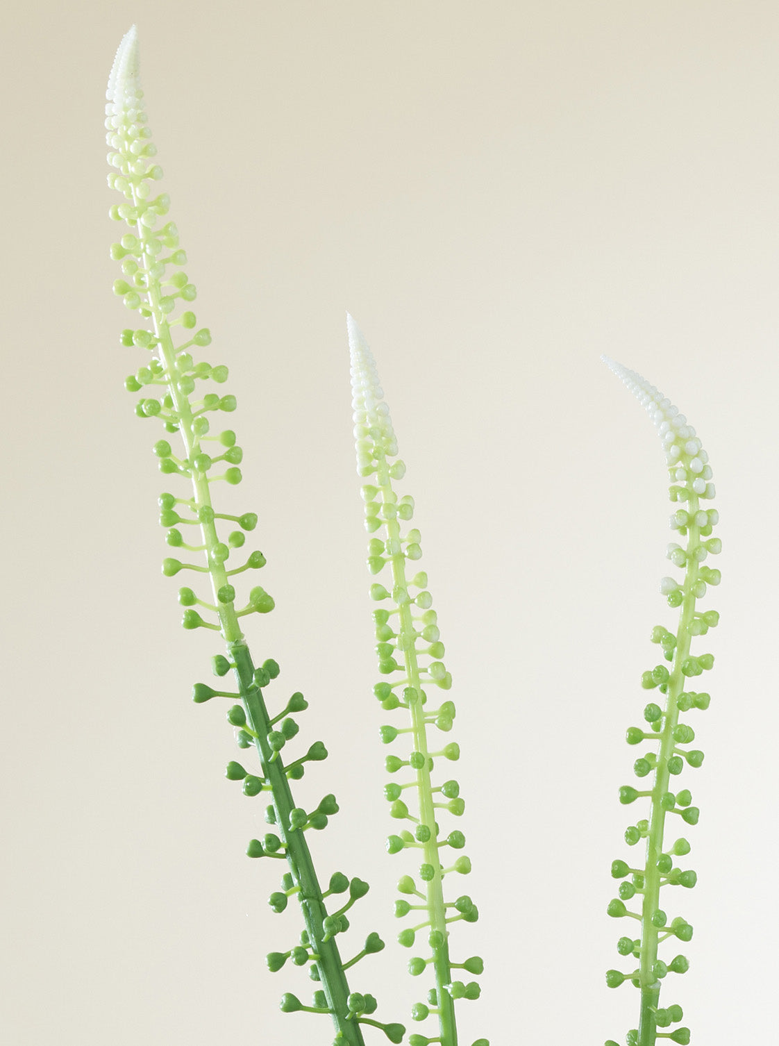 Actaea