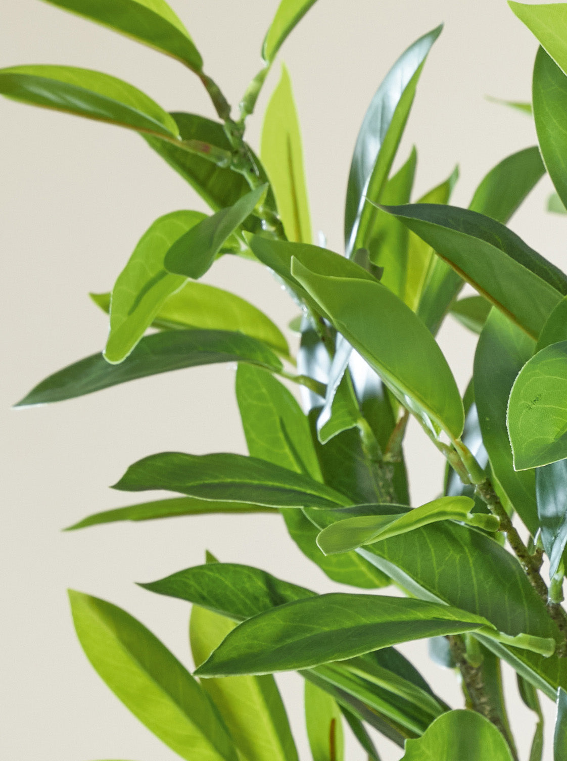 Ruscus