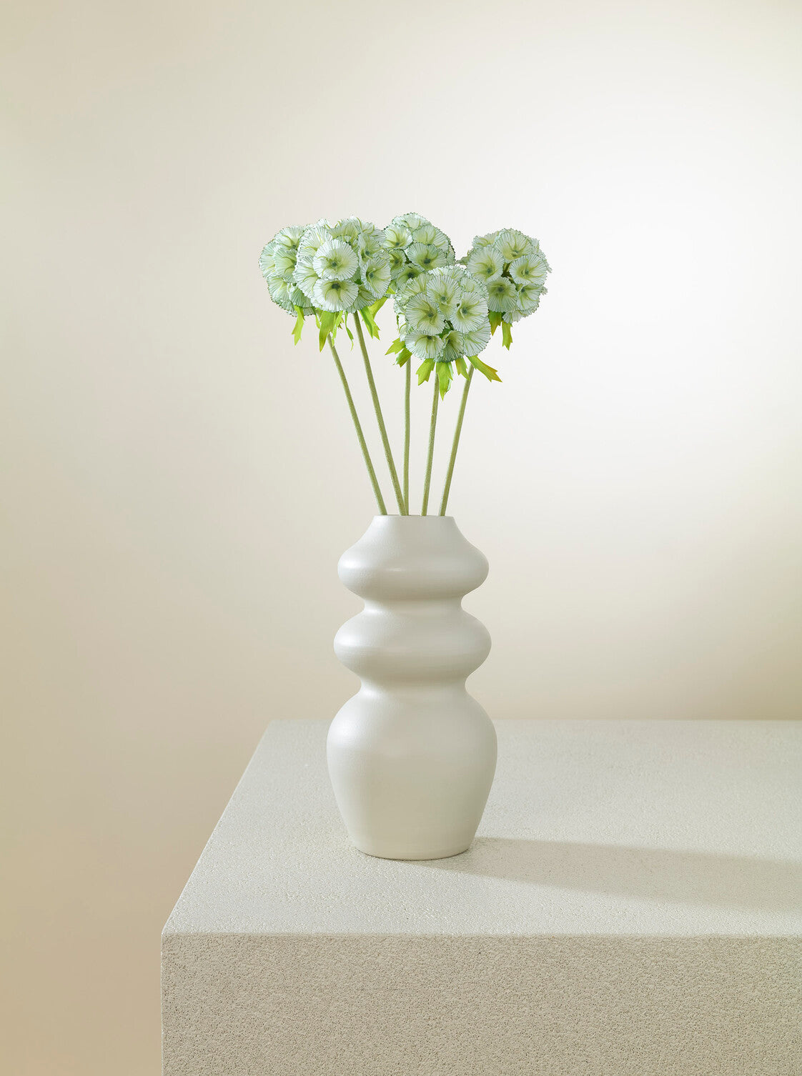 Scabiosa vert