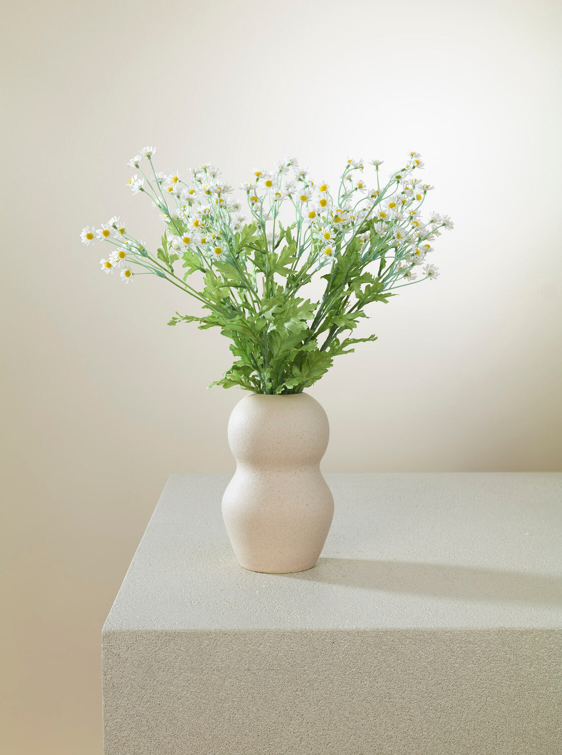Camomille blanc