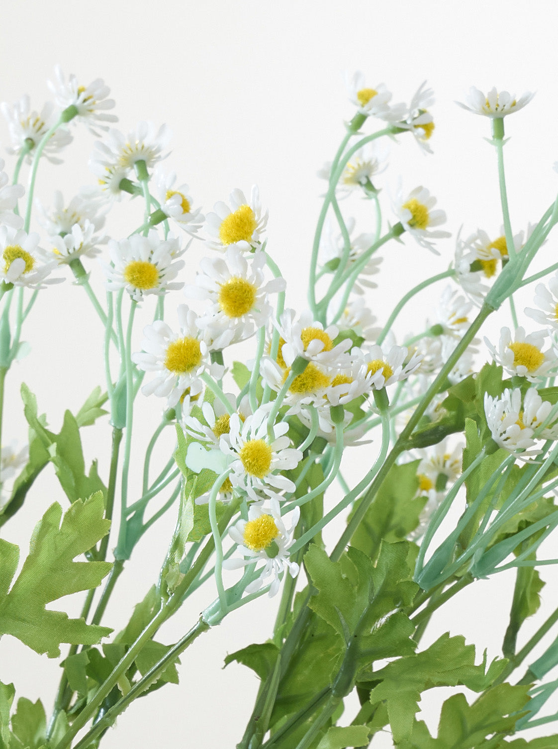 Camomille blanc