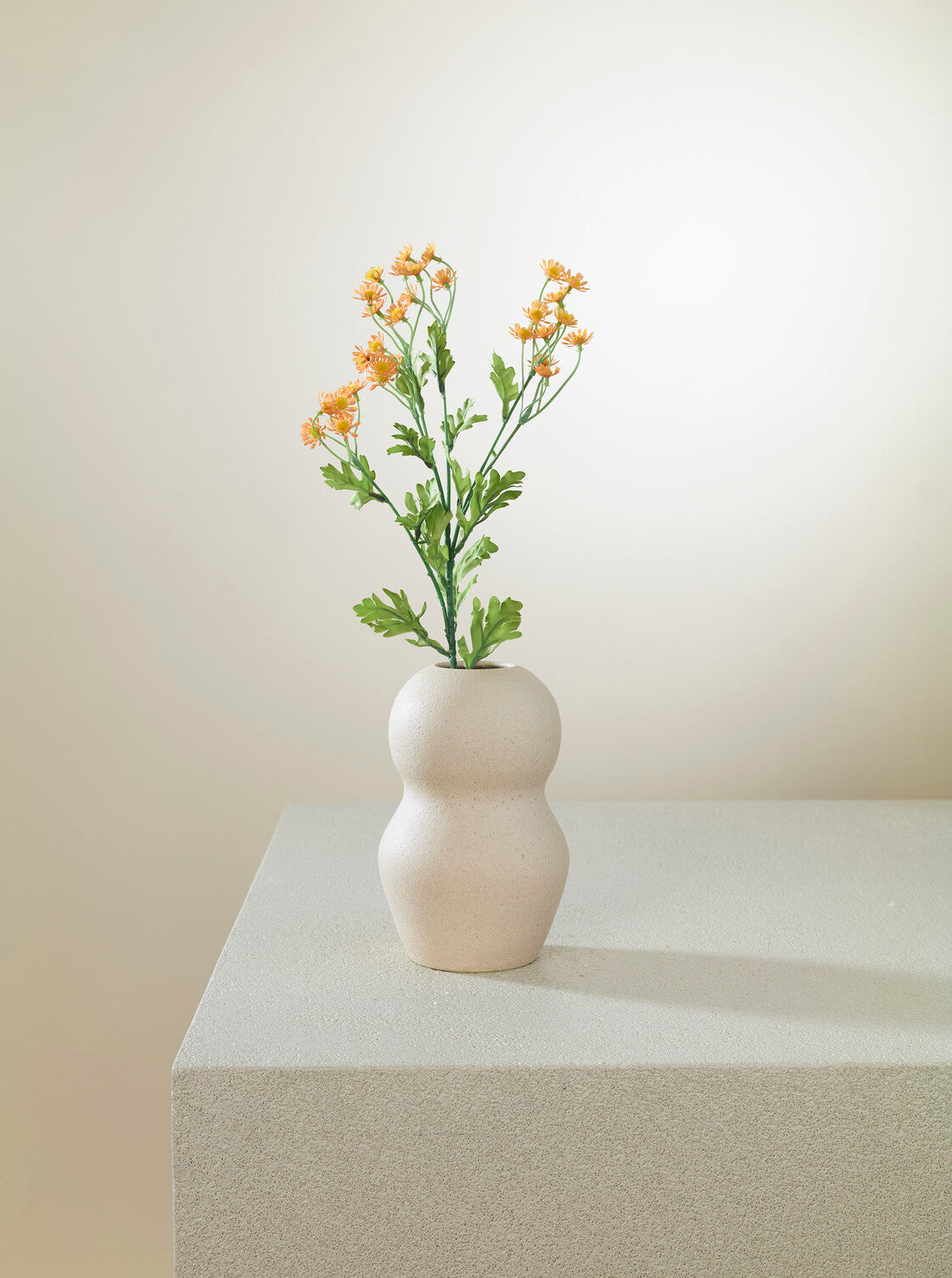 Camomille orange