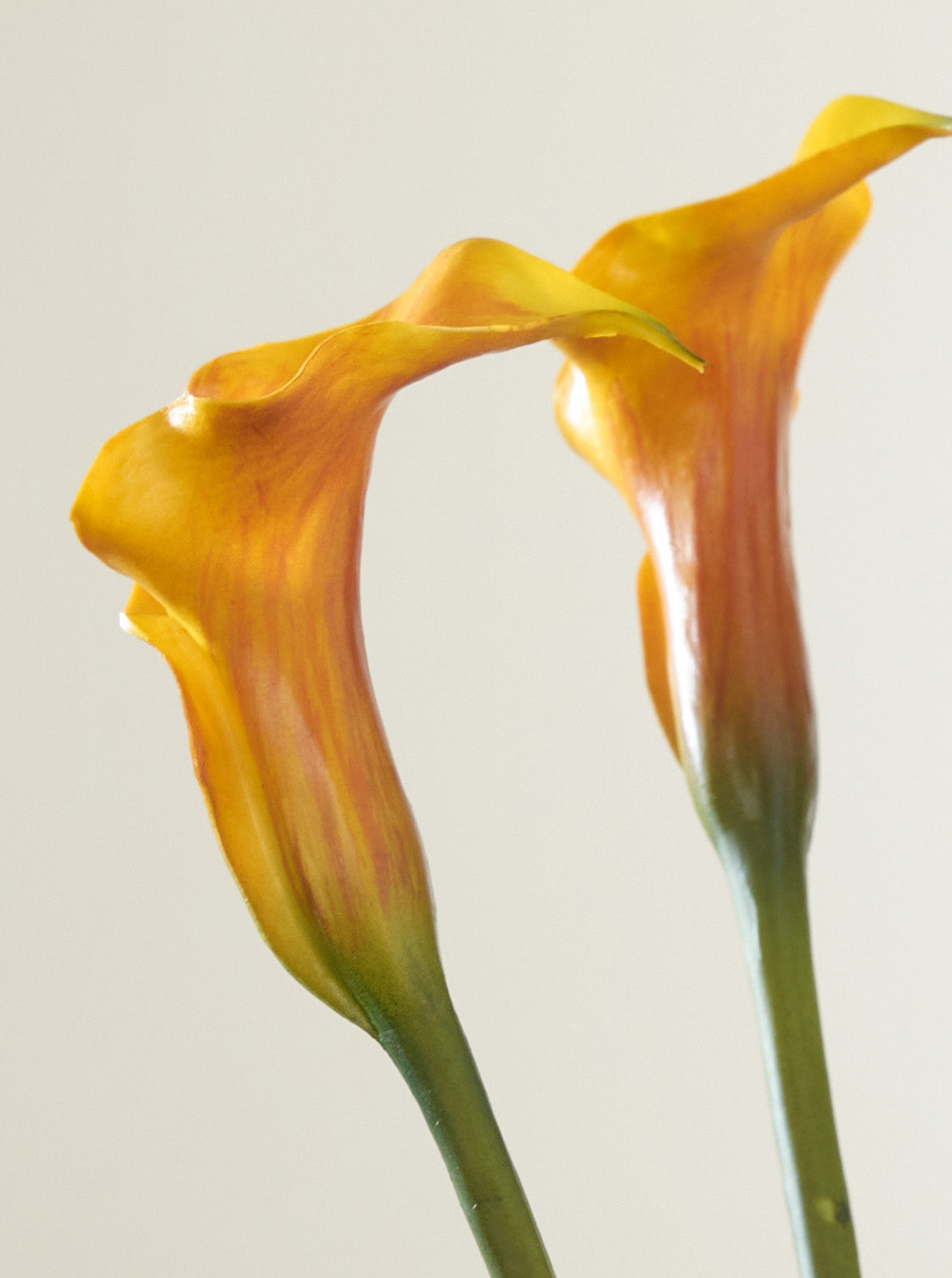 Calla orange