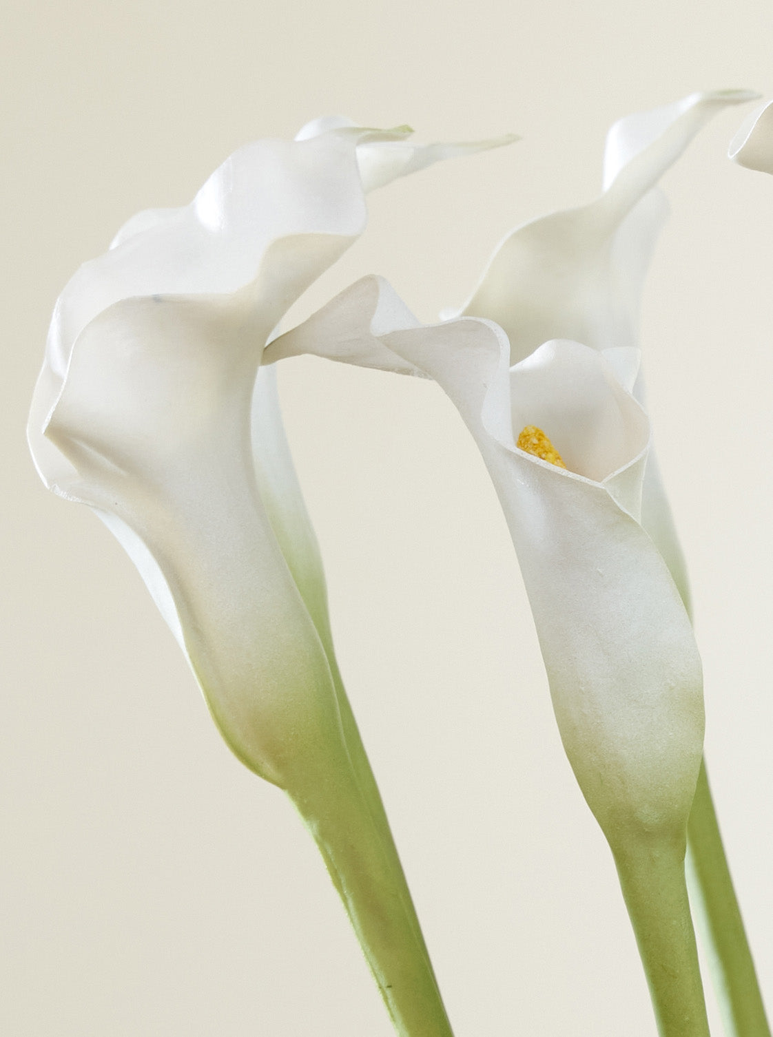 Calla blanc
