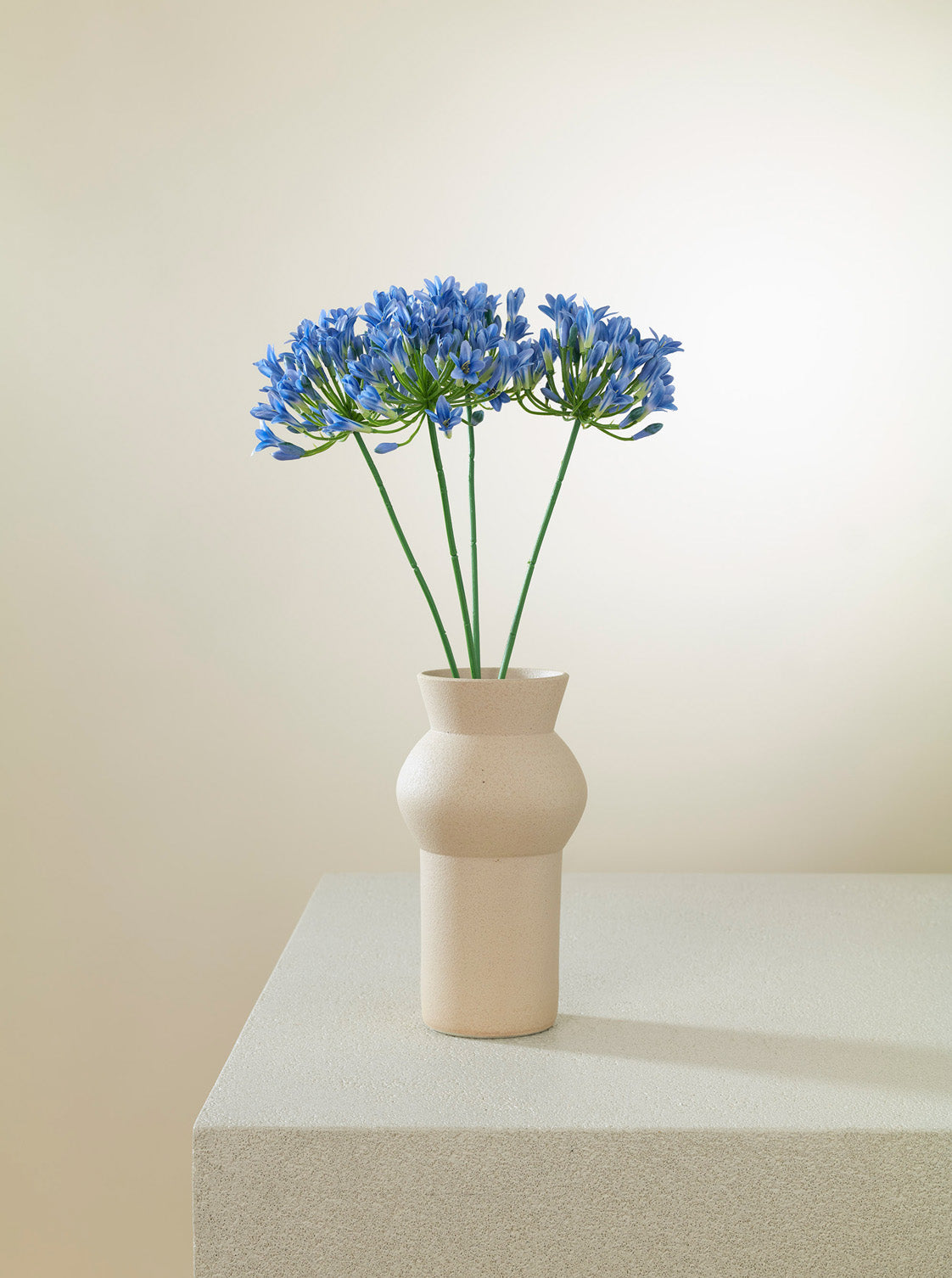 Agapanthe bleue