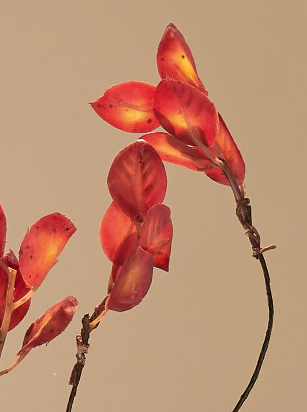 Feuille d'automne rouge - détail