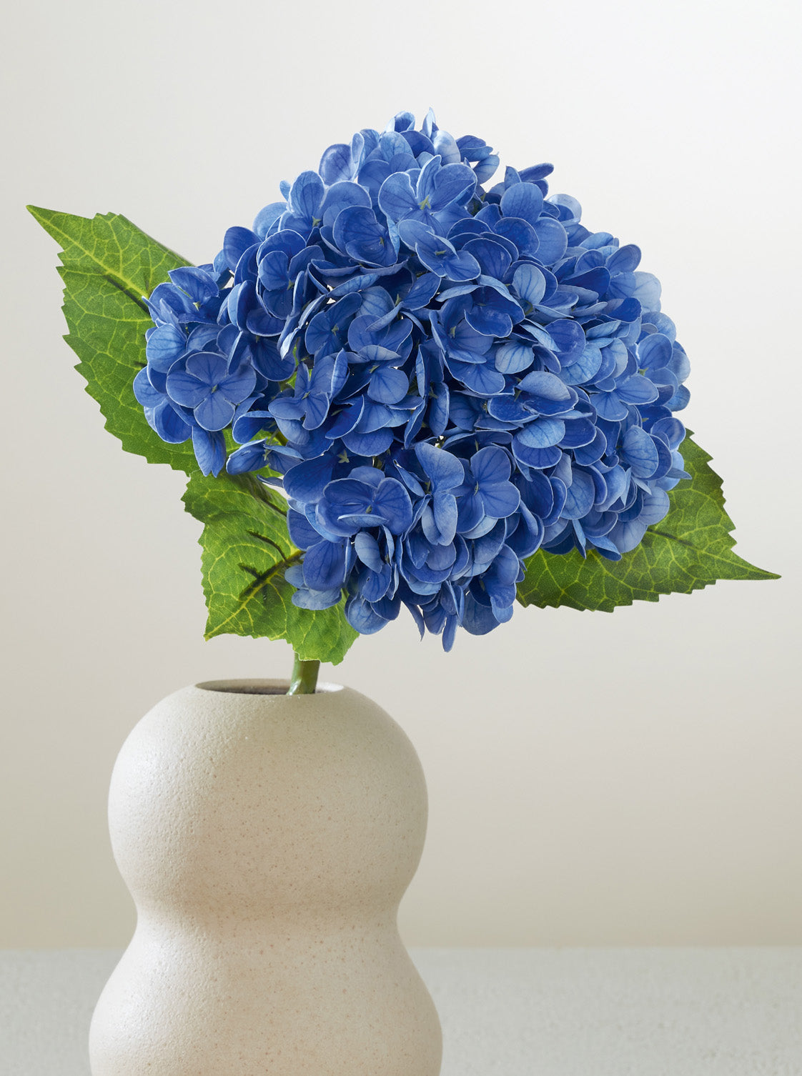 Hortensia bleu intense