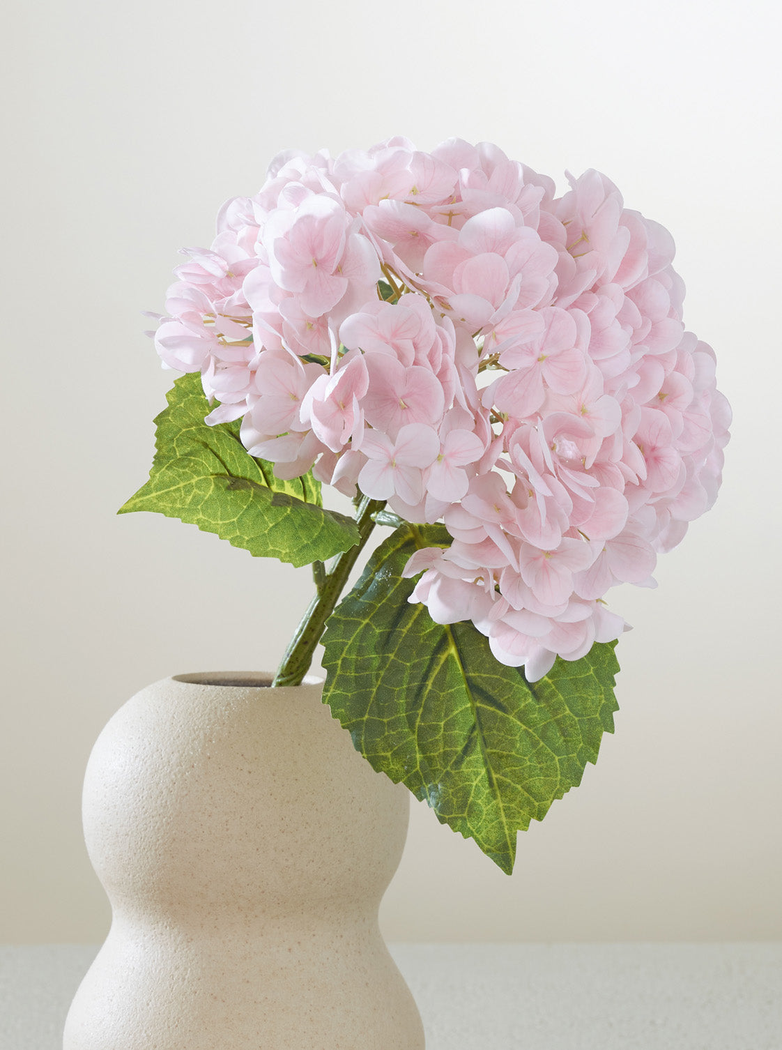 Hortensia rose