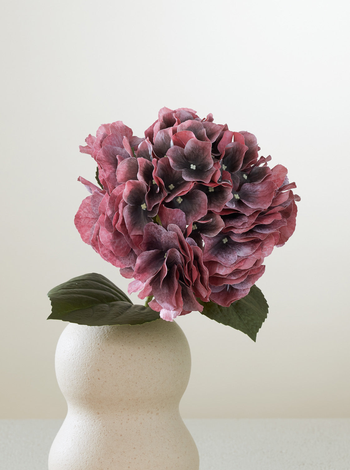 Hortensia Bordeaux