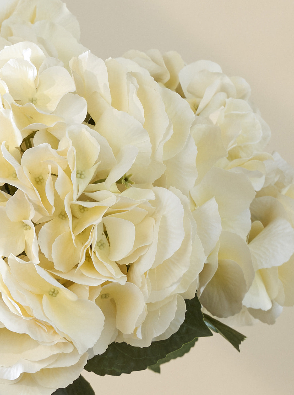 Bouquet d'Hortensias Dune