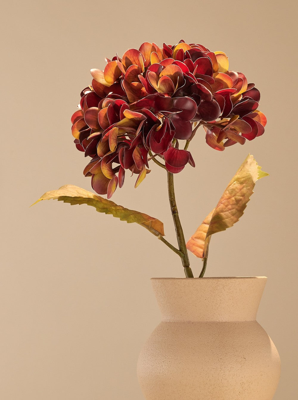 Hortensia d'automne bordeau - détail