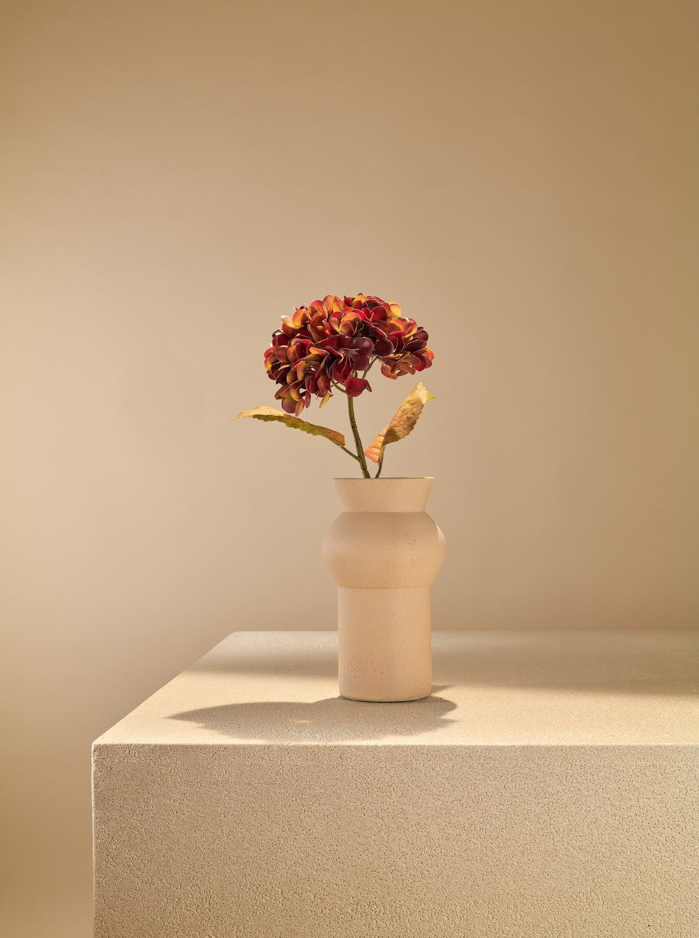 Hortensia d'automne bordeau