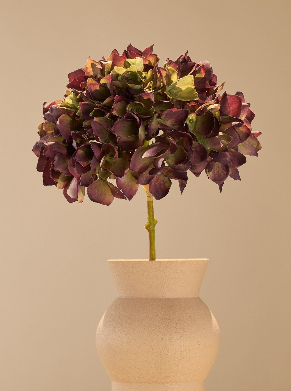 Hortensia deluxe - détail