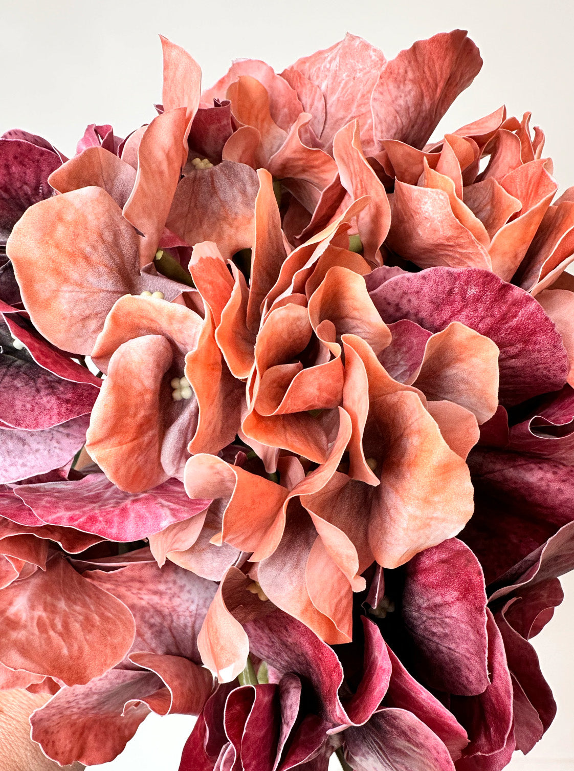 Hortensia passion