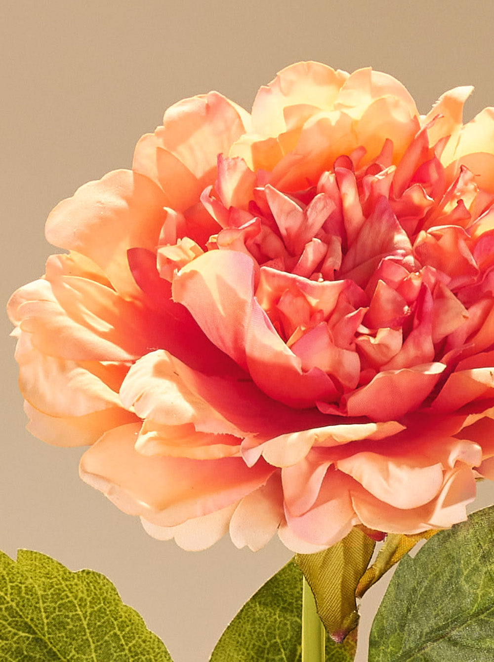 Pivoine d'automne orange