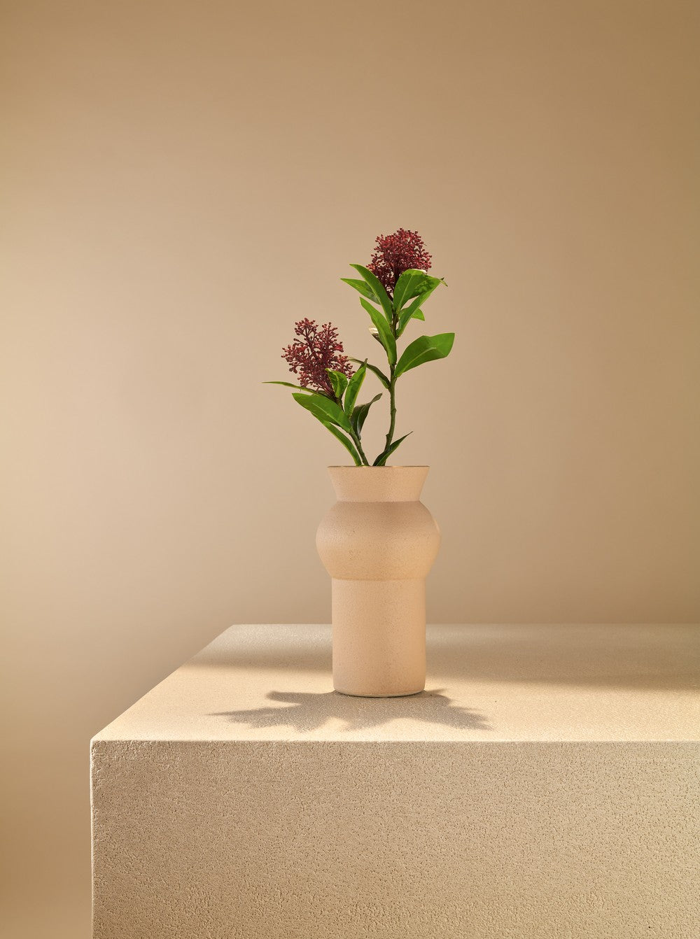 Skimmia bordeau