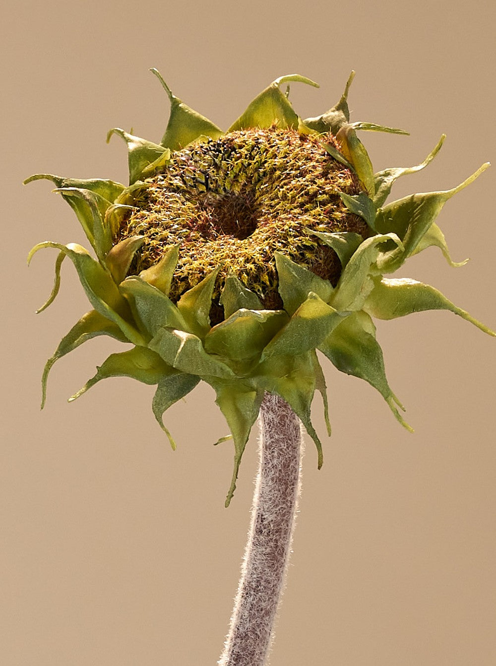 Tournesol - détail