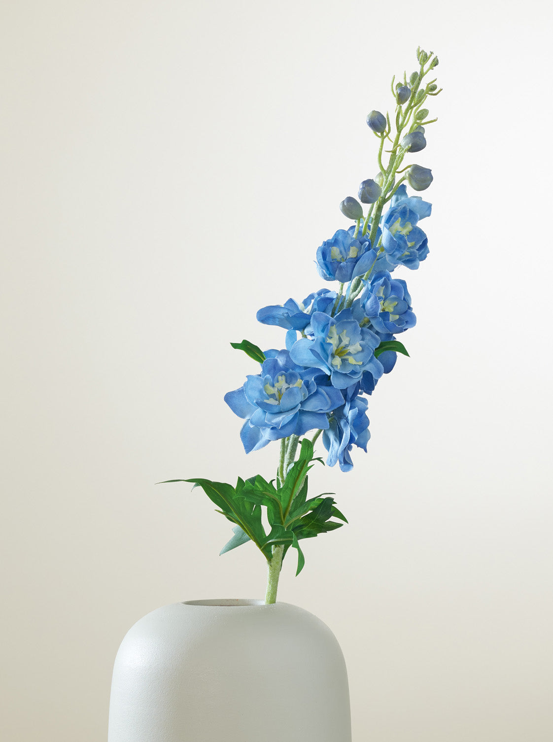 Delphinium bleu