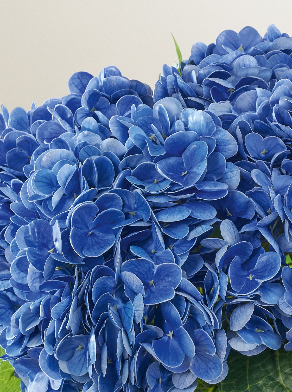 Bouquet d'Hortensias bleus intense