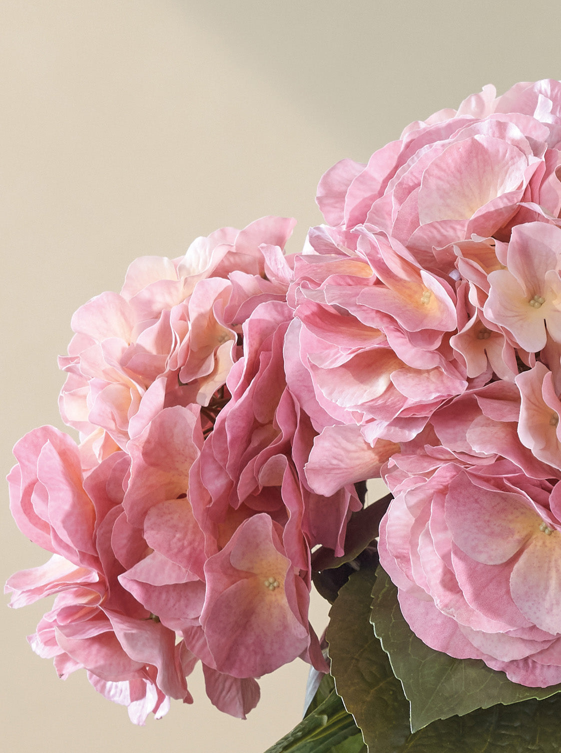 Bouquet d'Hortensias Bonbon