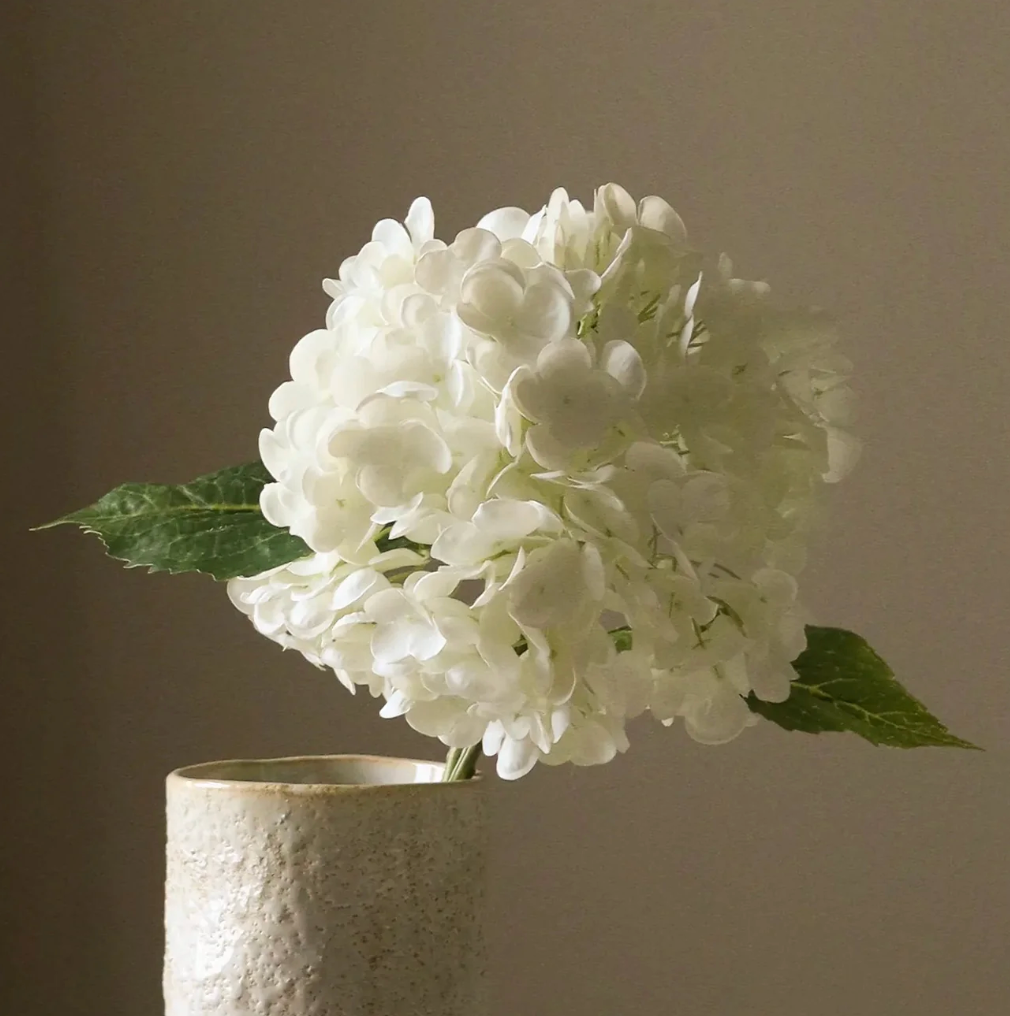 Hydrangea
