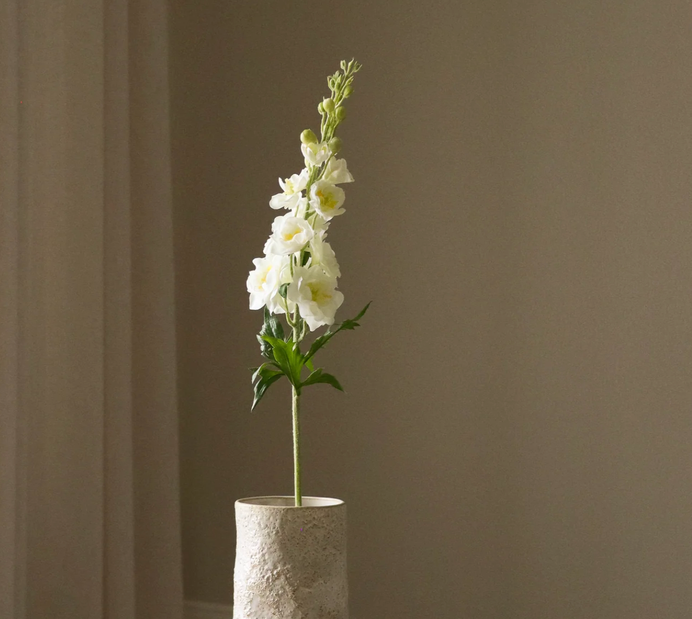 Delphinium ajacis