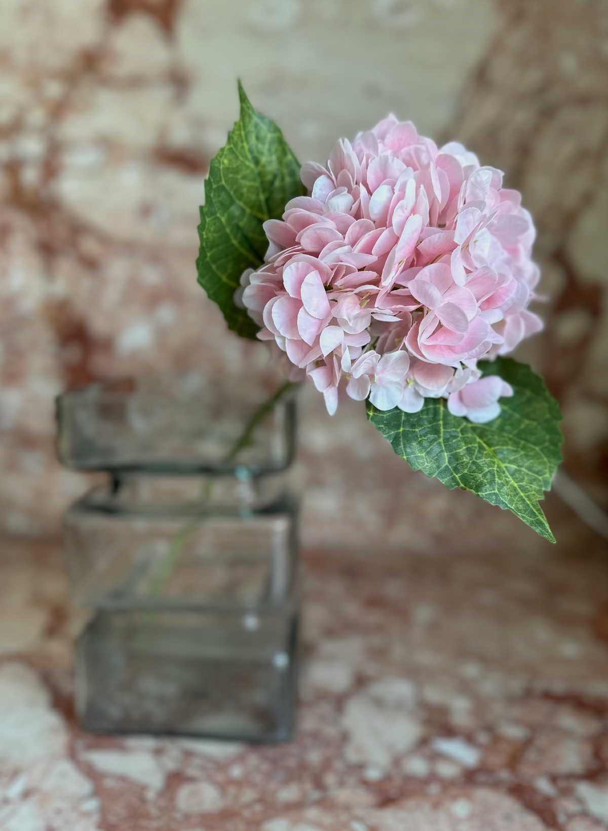 Hortensia rose