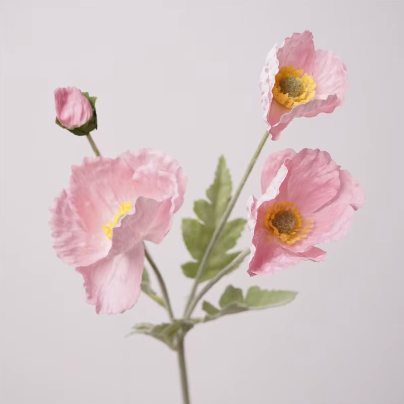 Poppies - Poppy