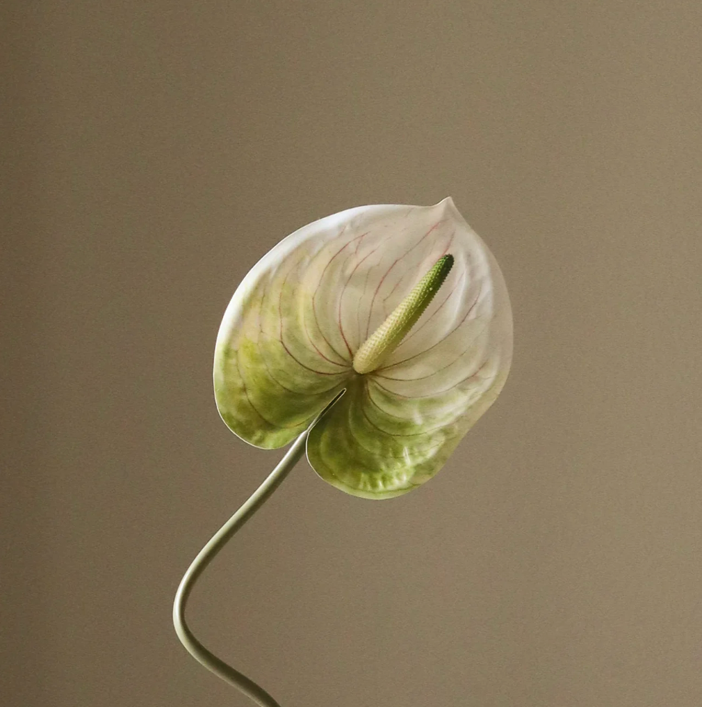 Anthurium