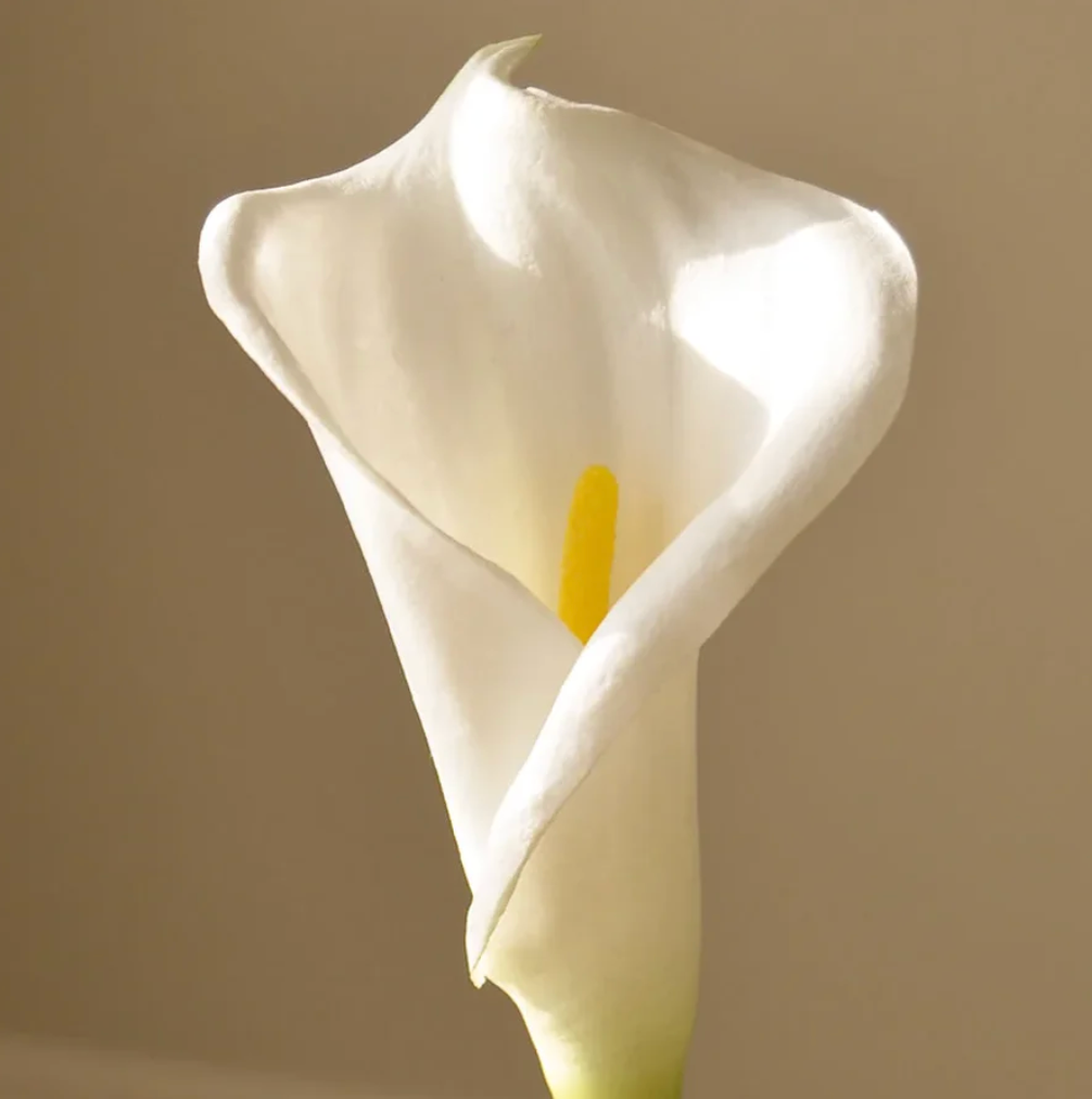 Calla