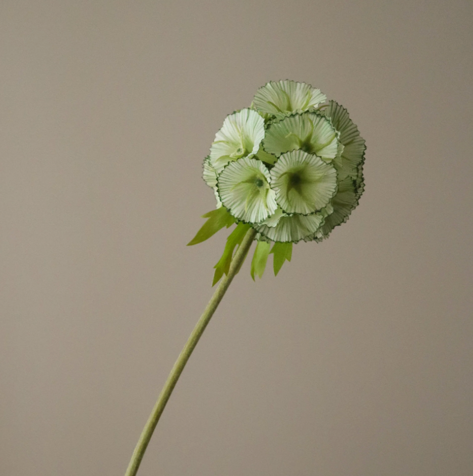 Scabious