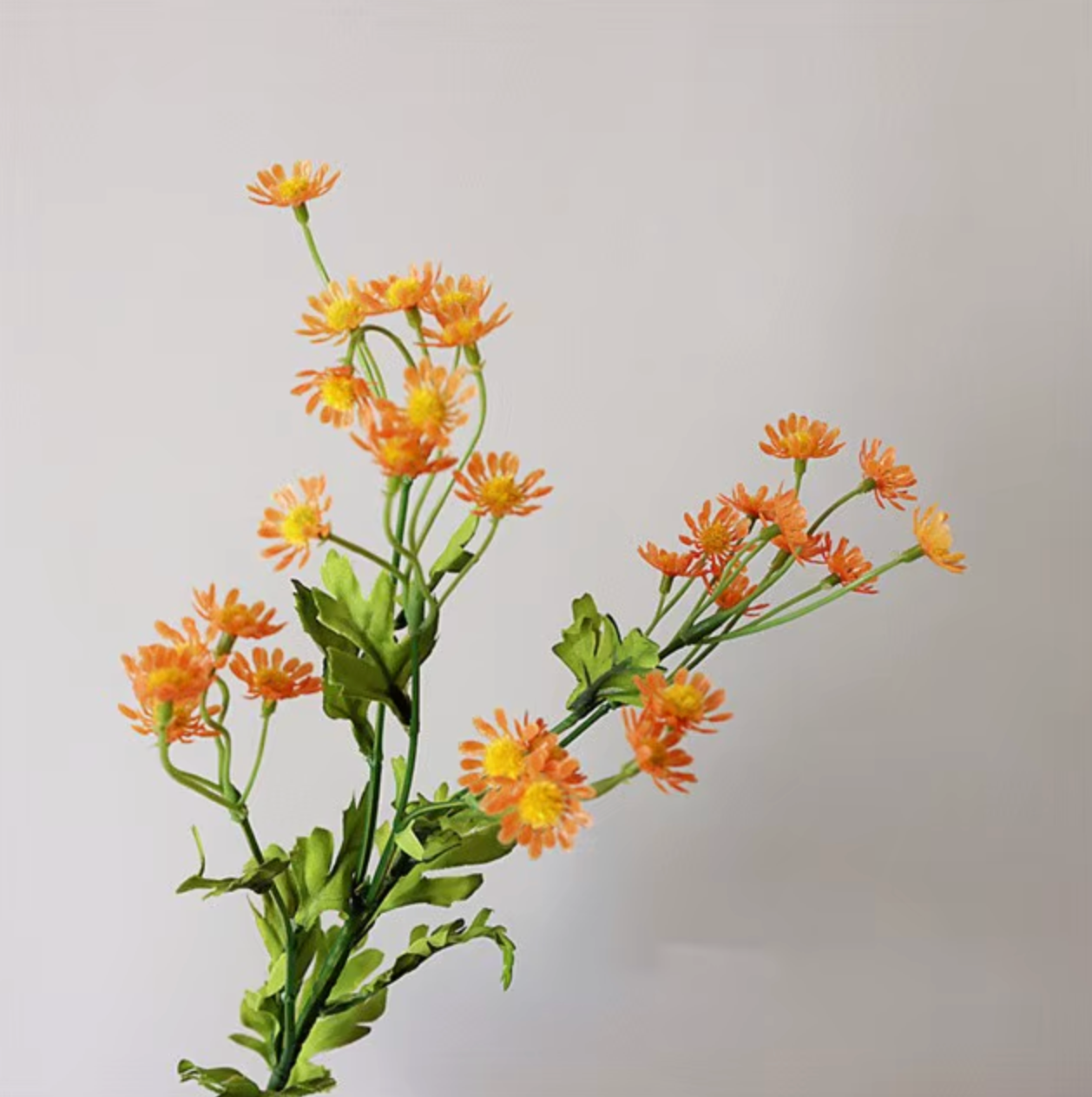 Camomille Daisy