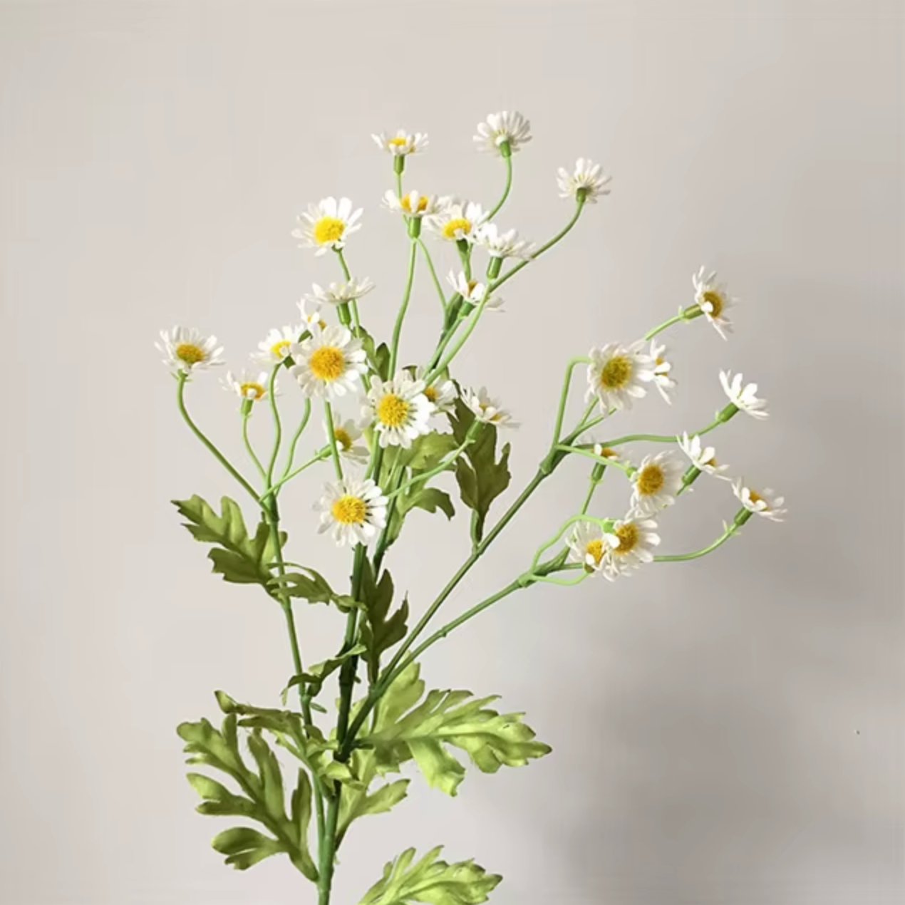 Camomille Daisy